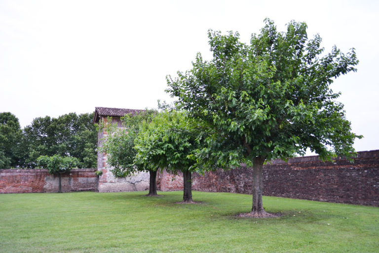 30/05/2018, Villa Saraceno - Agugliaro (VI) - I bachi da seta tornato in Villa